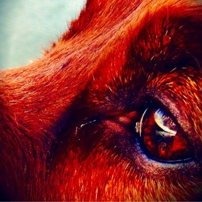 TarjeiTellefsen's profile picture. Politi, jakt, irsksettere, laksefiske, ski, sosialdemokrat og stolt av å stå i samemanntallet