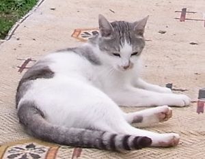 sibafrog's profile picture. 宮城県名取市在住。放射能にあたふた。戦争反対。ミリタリーはファッションのみで残ればいい。国民主権を奪うな。日々を楽しんで生きたい。子どもを助ける世界がいい。NO NUKES！NO MORE WAR！