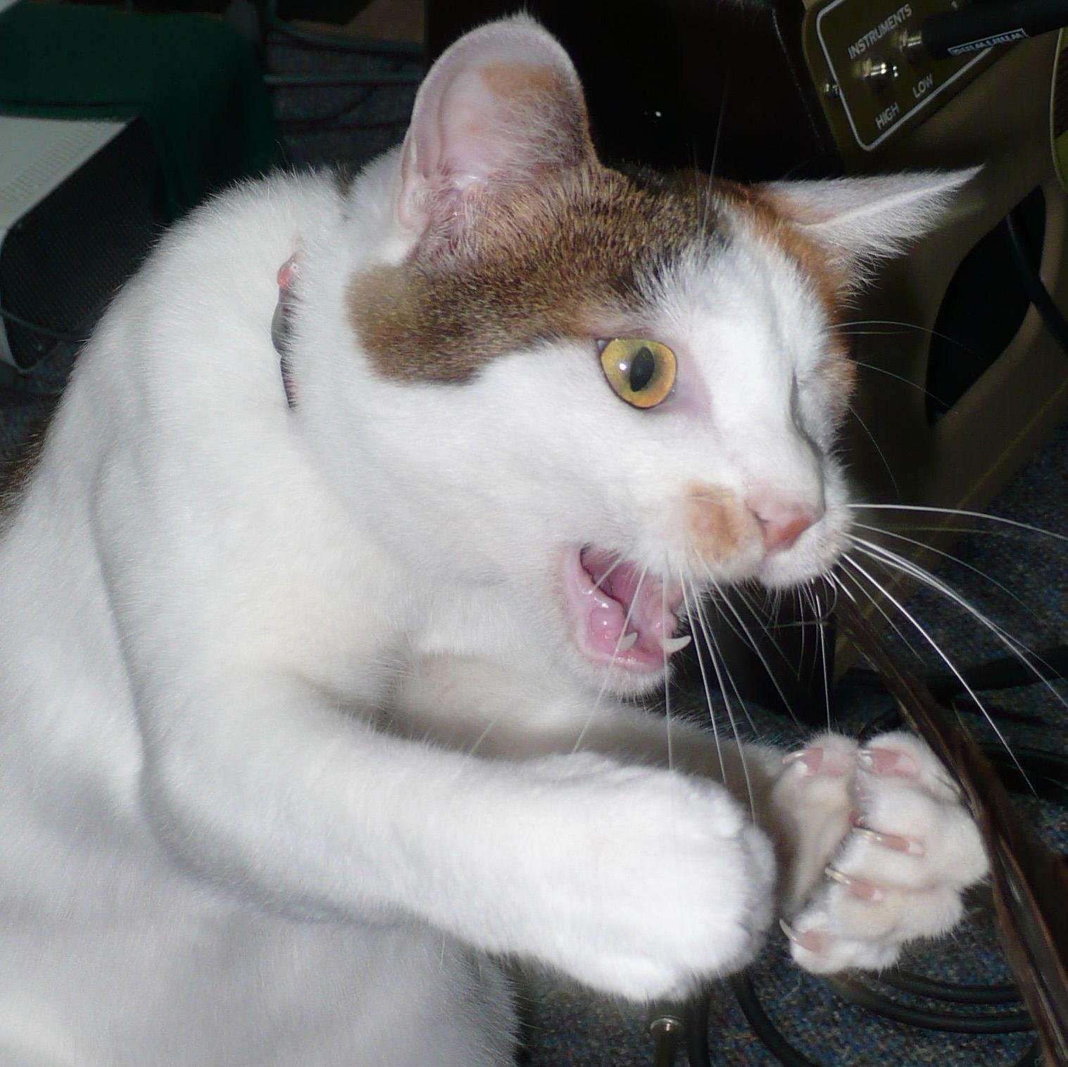 Hi there, I tweet world's funny and trendy news everyday. If you like them,please visit my website.