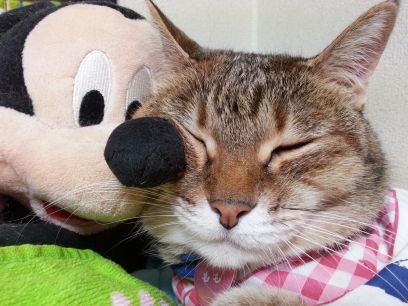 🐱ねこLOVEトリマー✂🇫🇷Vicke Blanka🐔スキマスイッチ/ゆず/🦈USJ🦖🍴👒❤セサミストリート💙💜🧡🖤🩷ホラナイ🤎🐻🤍👑💙