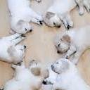 Loves Animal Jam, Dogs, and her loving sister @nikicarri. Follow me I follow back!
