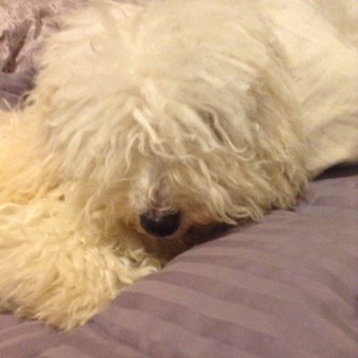 im a dog
