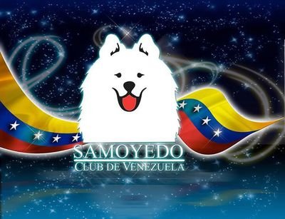 Samoyedo_Vnzla's profile picture. Compartimos información de esta bella raza, somos Samoyedos de toda Venezuela y el mundo unete a nuestro Club en Facebook CLUB SAMOYEDO VENEZUELA
