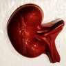 kidneybiz's profile picture. 