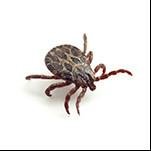 lymeDis's profile picture. prevent against Lyme disease