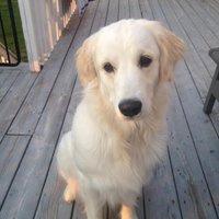 GeoffT (@thedeadlydog) 's Twitter Profile