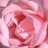 taghreed_q's profile image