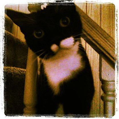 Junior, the cat. I am 7 years old and recently had major surgery and I have a long recovery.  Please check out my YouCaring page.