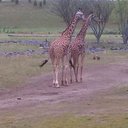 Kristi Cunningham - @itsirkmahgninn1 - Twitter