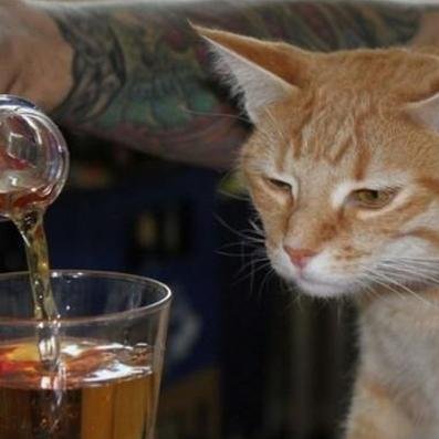 sou o gato chapadão me segue e ganha um charutão.
