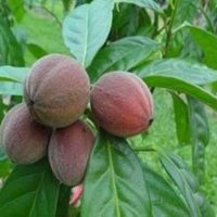  abulkalam (@abulkalamdgrea1) 's Twitter Profile