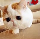 Kepo itu perhatiaaaannn...... (@_@) ||