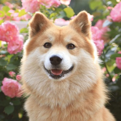 ぷんぷんのこと ありがとう犬ぷんぷん 谷川岳に登る いっぱい遊んで 飼い主と一緒ならうれしくて いつも寄り添ってくれて ありがとうぷんぷん Http T Co 8nvvev93ul 犬 動物画像 柴犬 Http T Co Q0af2bvwr8
