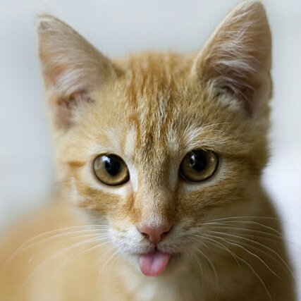 I love ANIME! also cats