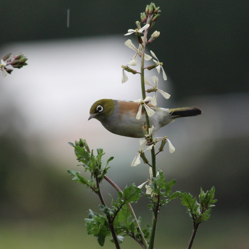 Passionate about communities, iwi and hapu role in restoring & managing ecosystems; PhD research fellow; mother, wahine, swimmer, gardner, restoring nature.