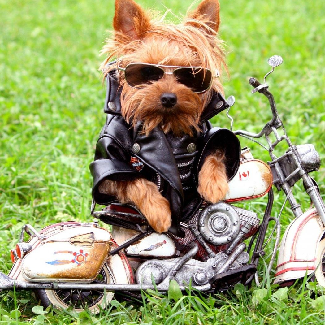 KevenThehacq's profile picture. 