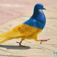 togay (@togay_berk) 's Twitter Profile