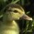 cikatoxi1981's profile image