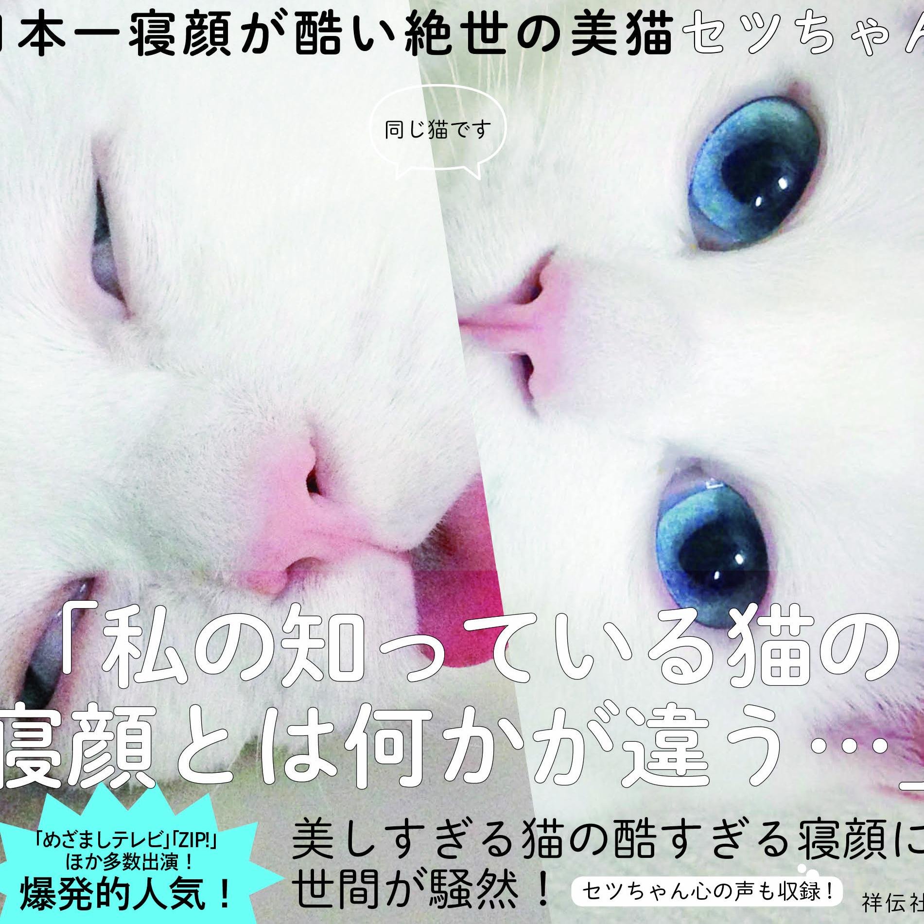 「日本一寝顔が酷い絶世の美猫セツちゃん」公式アカウント。１２月１０日発売予定！