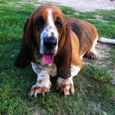 Wife and Mother of 5 great children. love cooking and fixing things. I raise Akc Basset hounds and love it.