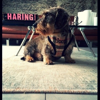 #Dachshund #wienerdog #ruwhaar #doxie I❤️life and play every day - Ik❤️geniet en speel elke dag FOLLOW ME ALSO ON FACEBOOK & INSTAGRAM ❤️