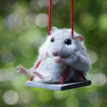 厳選した可愛い動物を紹介していきます。癒やされたらRTお願いします！