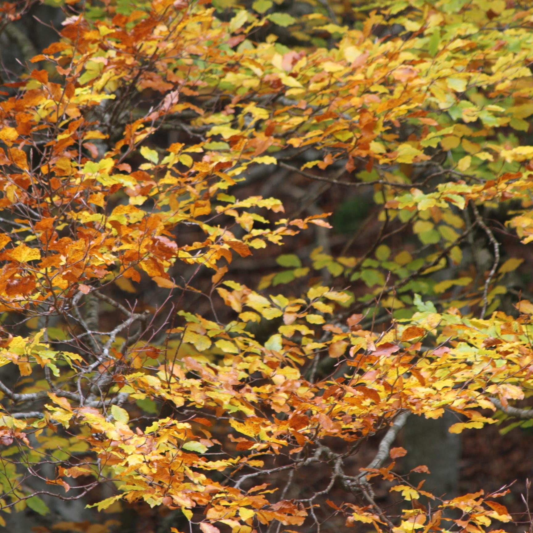 yubarta2000's profile picture. 