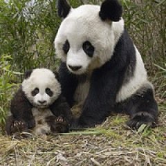可愛い動物の画像＆動画をピックアップ(((o(*ﾟ▽ﾟ*)o)))