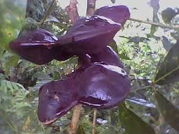 tukang jualan segala