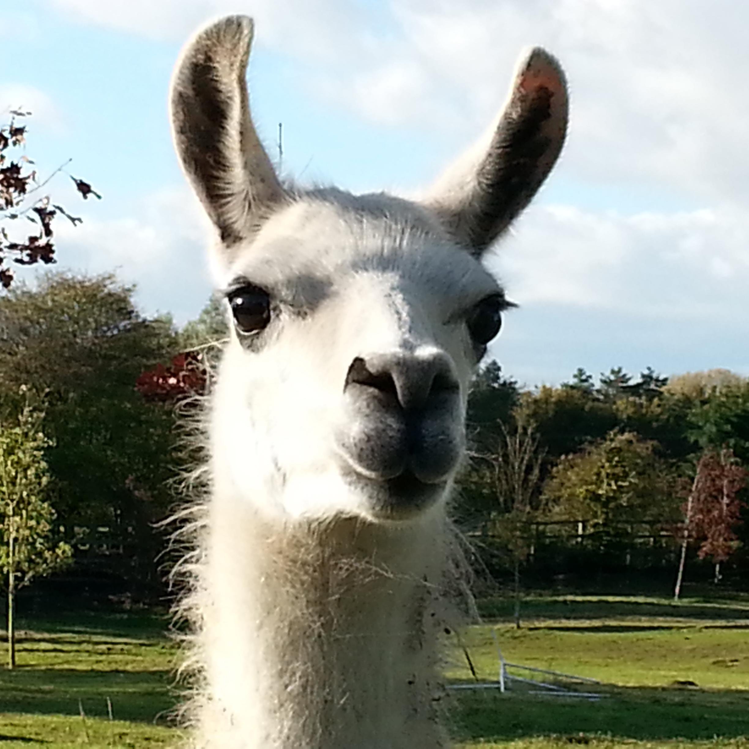 Interested in local democracy, local hypocrisy..... and llamas.