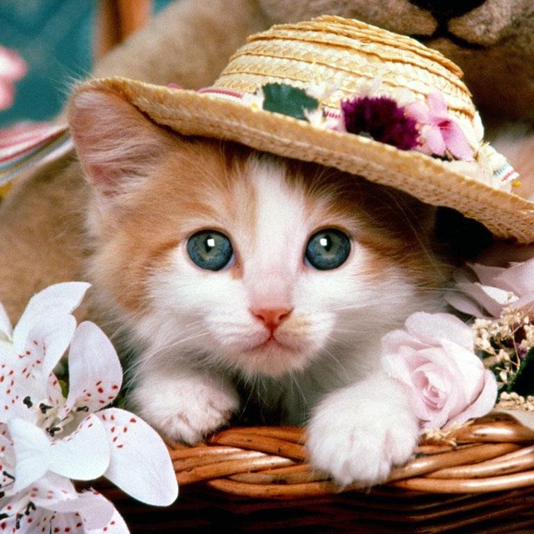 特に人気の高い、ＲＴの多い猫画像を厳選してお届けします♡