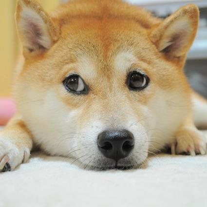 inusuki_bot's profile picture. 可愛くて愛くるしい犬の画像をお届けしていきます。キュン♡と気に入ったらRTしてください。