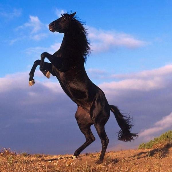 Şehidlerin kanı; Davaya Nisan Yağmuru, Düşmana Kemendirdir.