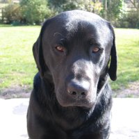 Jake Walker (@ronadatyljake) 's Twitter Profile