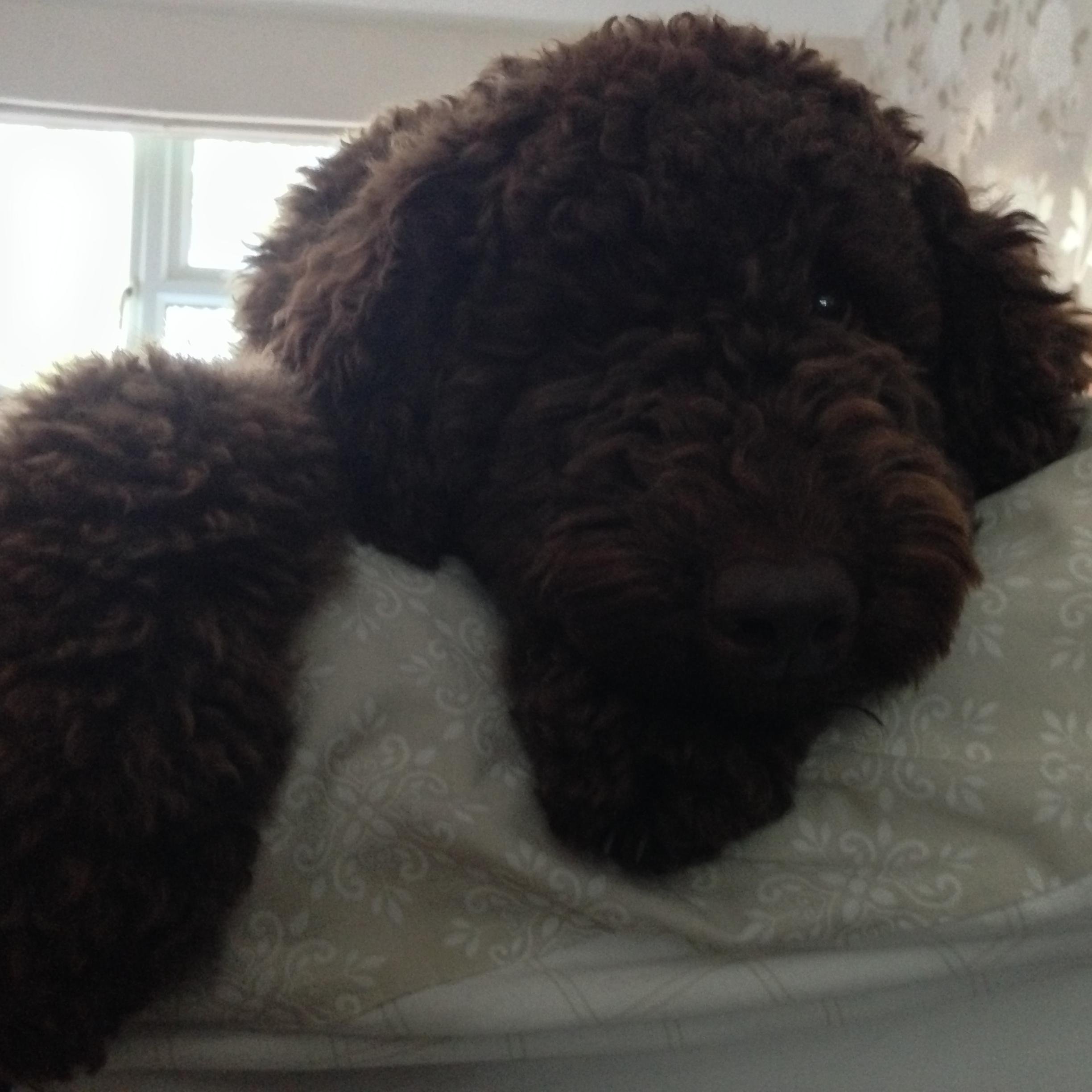 MyloVarey's profile picture. Part Time Brown Bear, Enjoy Food and Sleeping.