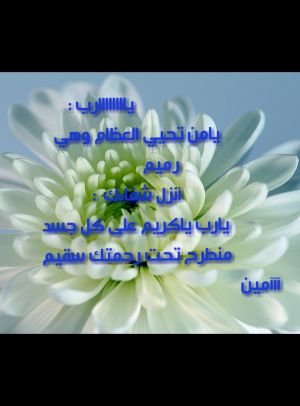 Naas1424's profile picture. ‏:‏‏أعرف: أني لن أستمر بهذا التويتر فحسابي يتعرض للهجوم المستمر.لكن أنا النحلة لي فضاءات  أخرى أحلق فيها فأمنح رحيق العسل للطيبين وألسع بسمي أعداء الملة والدين