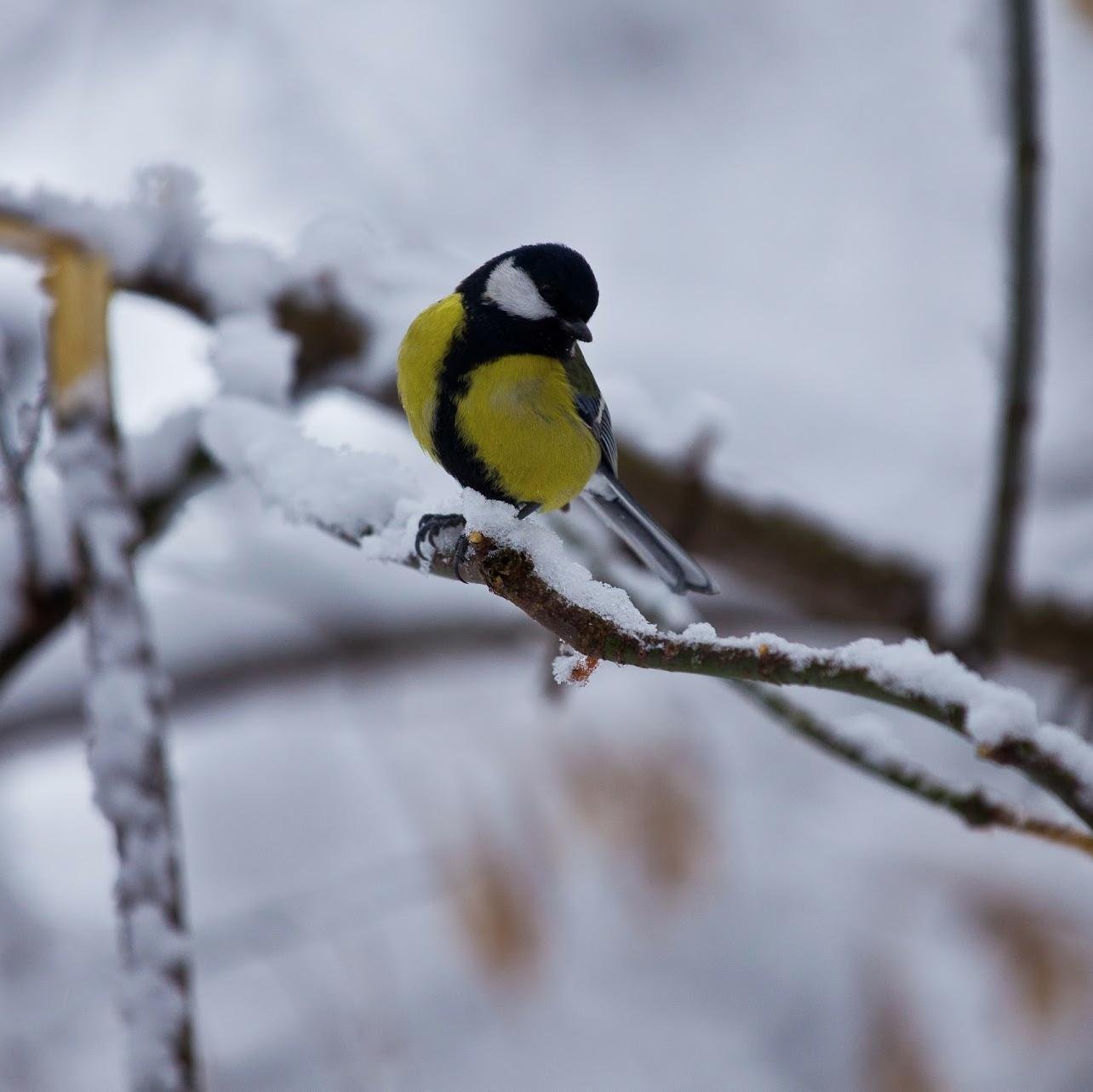 tsipipy's profile picture. 