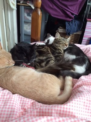 trace647's profile picture. I live in Southampton and work in Winchester and I have 6 cats. I enjoy walking,knitting and drawing