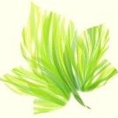 homemadebeautie's profile picture. Experimenter of homemade potions, lotions, creams, scrubs and everything in between!