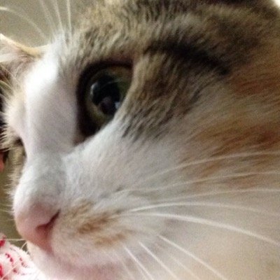 4匹のニャンコの下僕してます。