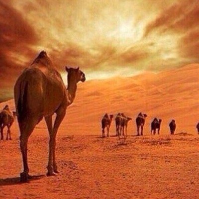 Bader__HD's profile picture. 