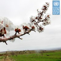 UNDP in Armenia (@undparmenia) 's Twitter Profile
