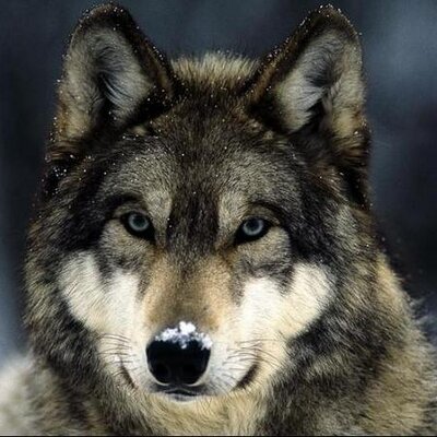 Ch3ke's profile image