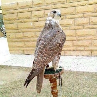المال يبنيلك وطن بين الأغراب .... والفقر لو هو بين الاحباب غربه.