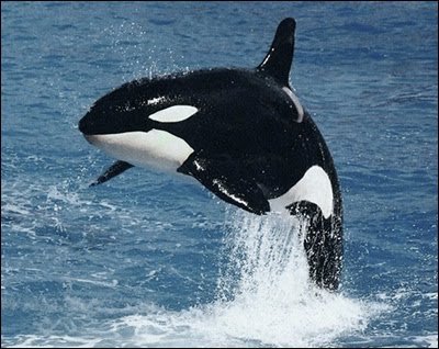 Environmental, Animal Rights Activist. In Love With Dolphins & Orcas. #WeCanMakeAChange
