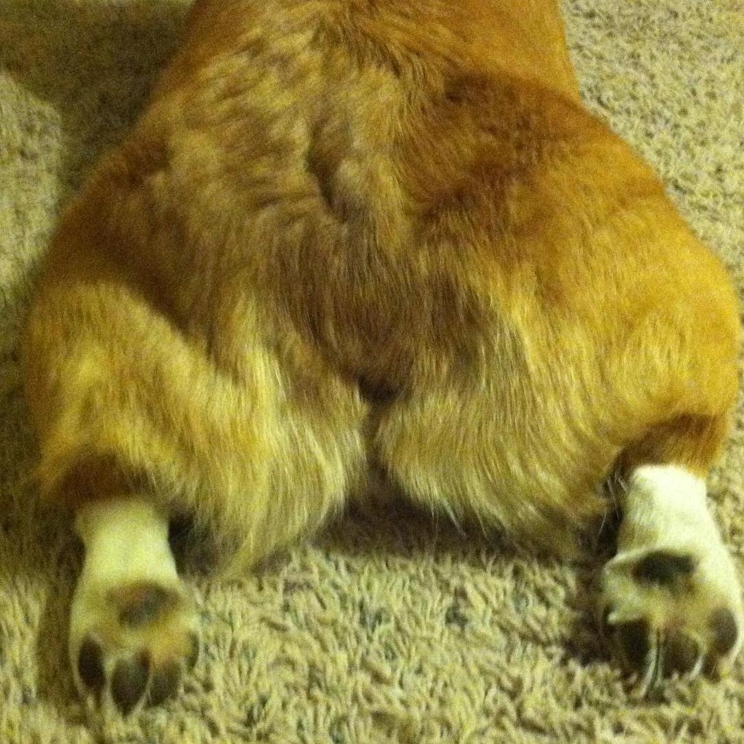 What What Corgi Butt