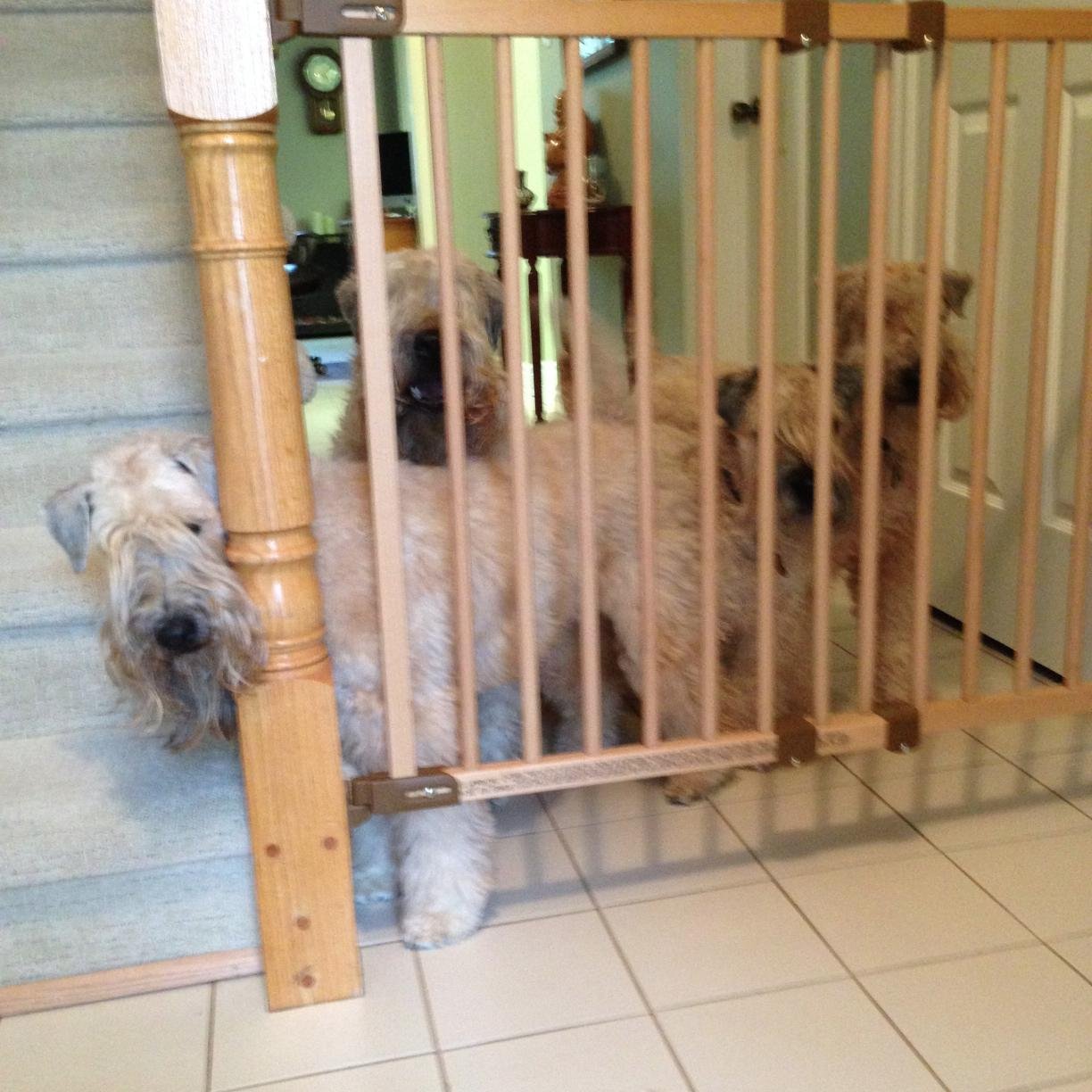 ruffruff51's profile picture. 