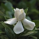 Edward Croom - @abotanist_ed - Twitter