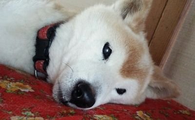nmoimyuakneen's profile picture. ↑ 沢山の思い出がある柴犬リン ♪ヽ(´▽｀)/ 謎のオッサンであります。 日本政府が日本国民の敵である。何事も自分で調べ考えて行動しませう！ サーフィンとウイスキーに対する興味はホボ終息。