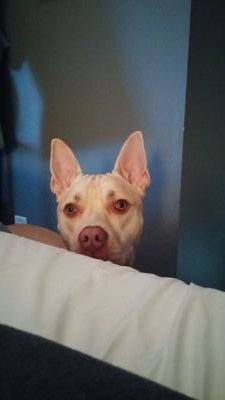 brittniepearson's profile picture. 